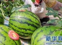 千万网红吃瓜最近消息